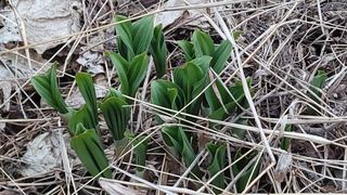 여우내 이순홍님의 기타작물 · 영농일지 작성글 사진