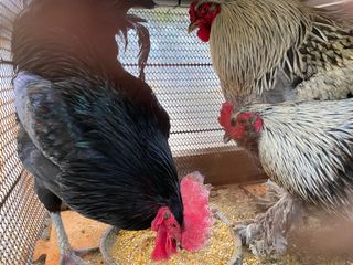 임태묵님의 기타작물 · 영농일지 작성글 사진