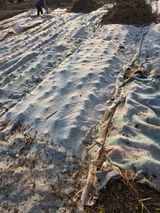 팜모닝 마늘·영농일지 게시글 이미지