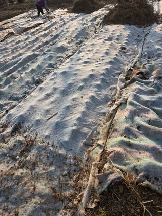 박정희 님의 마늘 · 영농일지 작성글 사진