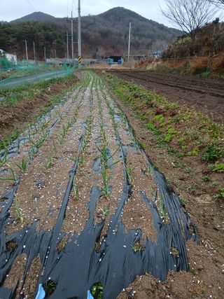 이광희님의 마늘 · 영농일지 작성글 사진