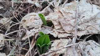 여우내 이순홍님의 기타작물 · 영농일지 작성글 사진