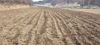 박사원농장님의 감자 · 영농일지 작성글 사진