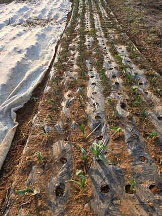 박정희 님의 마늘 · 영농일지 작성글 사진