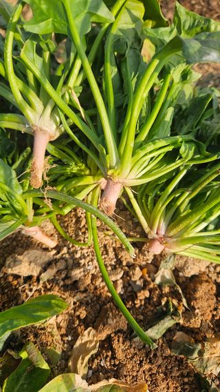 김동길님의 기타작물 · 영농일지 작성글 사진