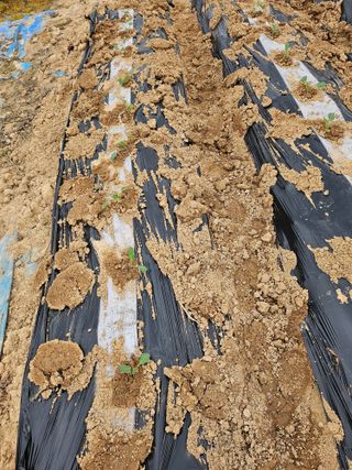 유명숙님의 기타작물 · 영농일지 작성글 사진