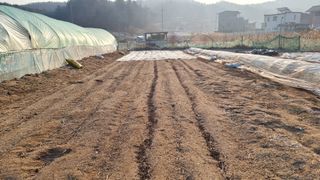 김윤회님의 고추 · 영농일지 작성글 사진