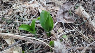여우내 이순홍님의 기타작물 · 영농일지 작성글 사진