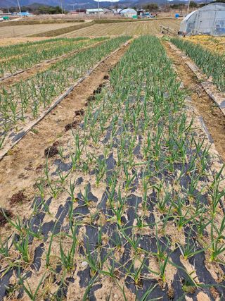 유명숙님의 기타작물 · 영농일지 작성글 사진