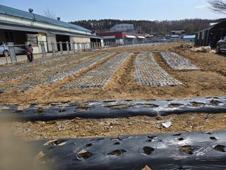 뚜벅이님의 양파 · 영농일지 작성글 사진