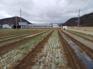전원수님의 기타작물 · 영농일지 작성글 사진