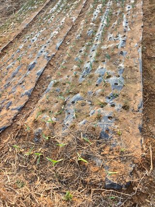 박정희 님의 마늘 · 영농일지 작성글 사진