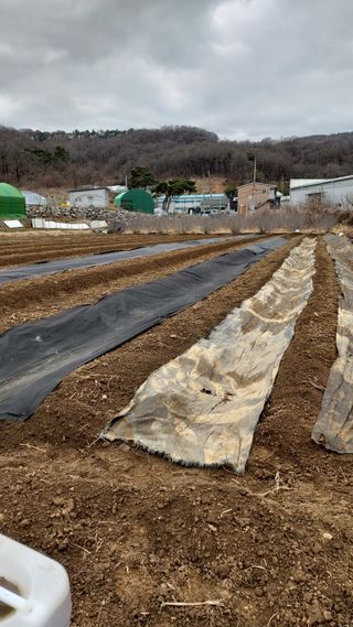 오정식님의 두릅 · 영농일지 작성글 사진