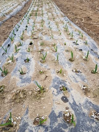 경북문경 이종혁님의 마늘 · 영농일지 작성글 사진