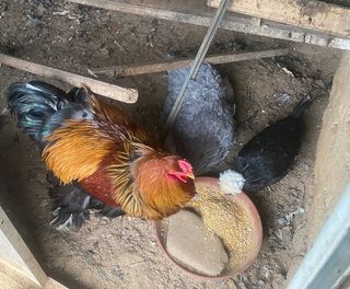 임태묵님의 기타작물 · 영농일지 작성글 사진