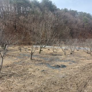 Blackbear님의 기타작물 · 영농일지 작성글 사진