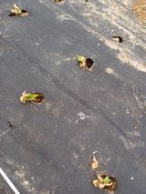 팜모닝 기타작물·영농일지 게시글 이미지