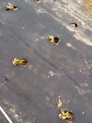 그림자00님의 기타작물 · 영농일지 작성글 사진