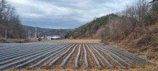 박사원농장님의 감자 · 영농일지 작성글 사진