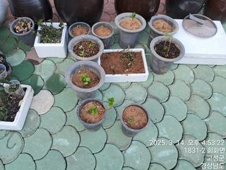 혜공 도봉현님의 기타작물 · 영농일지 작성글 사진