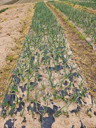 유명숙님의 기타작물 · 영농일지 작성글 사진