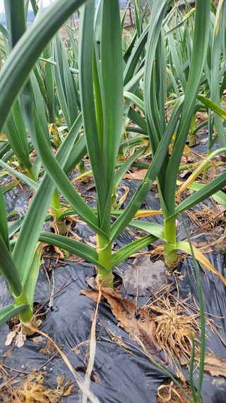 실버농부님의 마늘 · 영농일지 작성글 사진