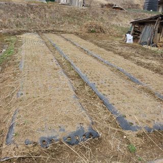 맹경섭님의 기타작물 · 영농일지 작성글 사진