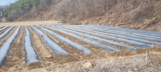 박사원농장님의 감자 · 영농일지 작성글 사진