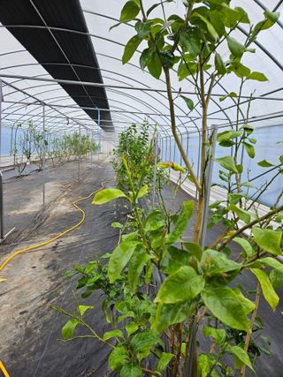 박미라님의 기타작물 · 영농일지 작성글 사진