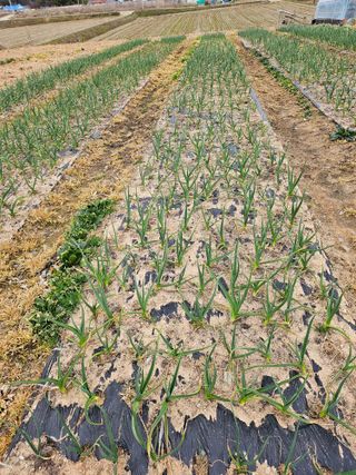 유명숙님의 기타작물 · 영농일지 작성글 사진