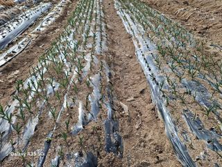 권순익님의 기타작물 · 영농일지 작성글 사진