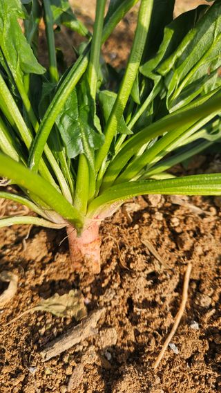 김동길님의 기타작물 · 영농일지 작성글 사진