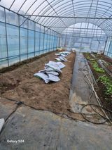 팜모닝 고추·영농일지 게시글 이미지