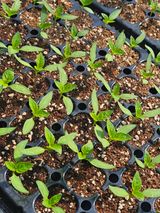 팜모닝 기타작물·영농일지 게시글 이미지