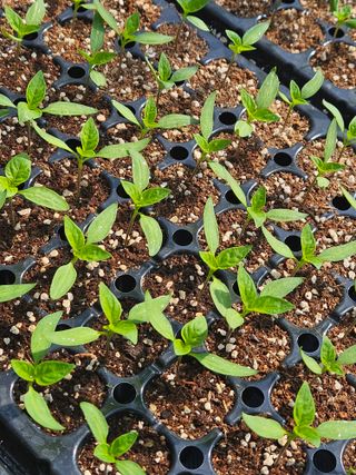 김주희님의 기타작물 · 영농일지 작성글 사진