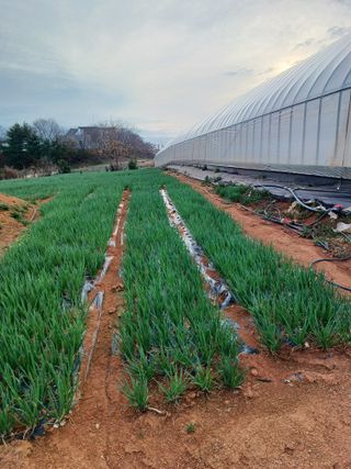 결단이님의 기타작물 · 영농일지 작성글 사진
