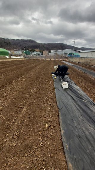 오정식님의 두릅 · 영농일지 작성글 사진