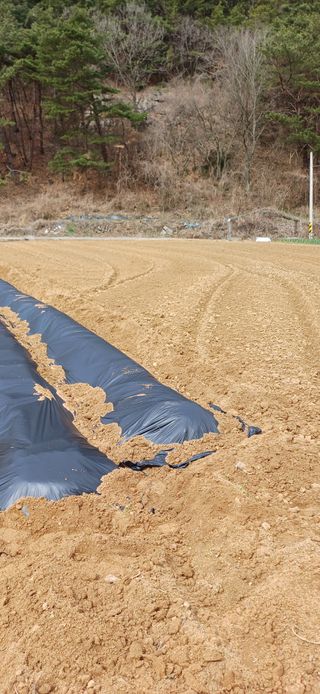 이강재님의 감자 · 영농일지 작성글 사진