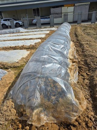 뚜벅이님의 양파 · 영농일지 작성글 사진