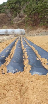 팜모닝 감자·영농일지 게시글 이미지