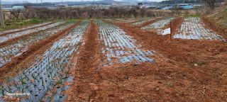 김동제님의 양파 · 영농일지 작성글 사진