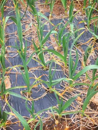 오이8898황산면님의 마늘 · 영농일지 작성글 사진