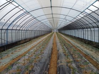 전원수님의 기타작물 · 영농일지 작성글 사진