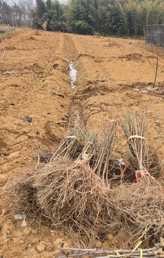 소병기 정직한농장님의 복숭아 · 영농일지 작성글 사진