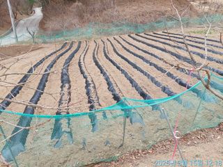 황대헌님의 감자 · 영농일지 작성글 사진
