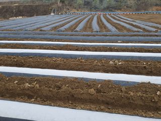 김정태님의 감자 · 영농일지 작성글 사진