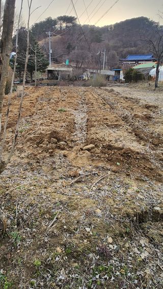 남상호 님의 감자 · 영농일지 작성글 사진