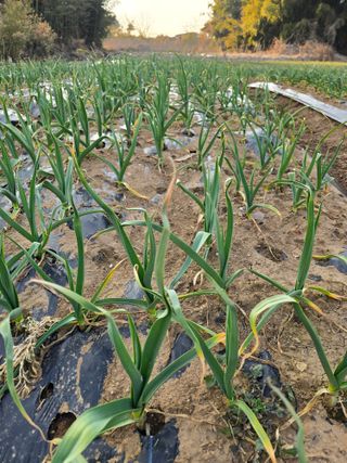 소병기 정직한농장님의 기타작물 · 영농일지 작성글 사진