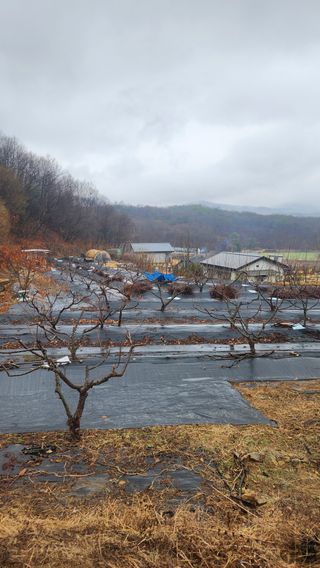 호두마루님의 복숭아 · 영농일지 작성글 사진