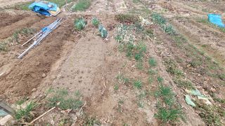 김영규님의 기타작물 · 영농일지 작성글 사진